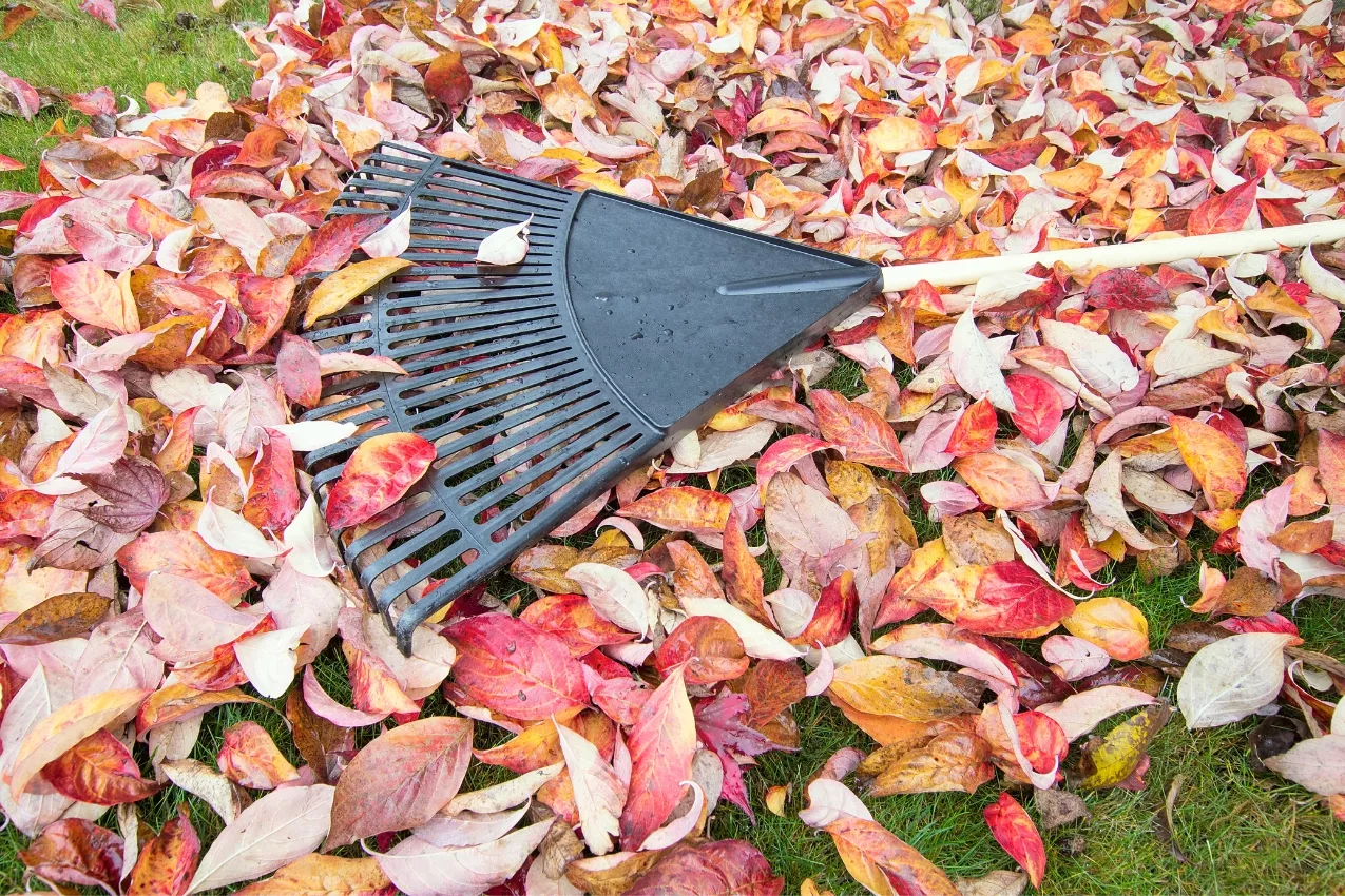 Automne au jardin : faire un terreau de feuilles mortes