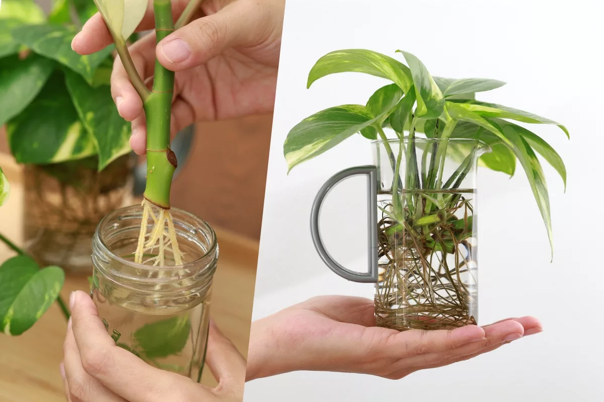 Bouture en eau : le secret pour multiplier vos plantes sans dépenser un sou  !