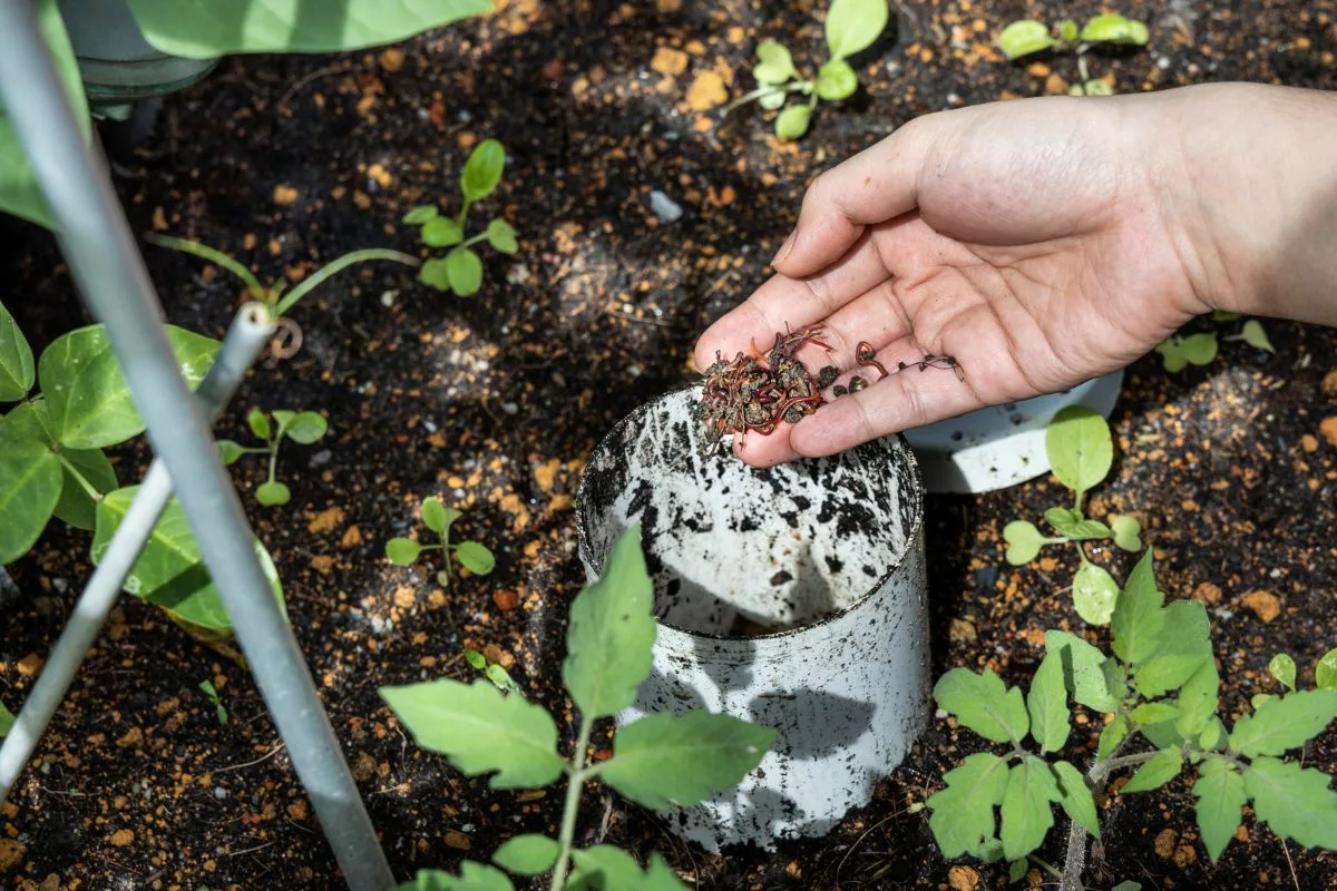 Quelle est l'utilité des vers de terre dans votre compost ?