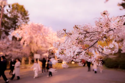 Amateur De Culture Japonaise Ces 6 Arbres Sont Un Must Have Dans Votre Jardin !